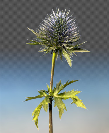 Primo piano di un fiore di cardo